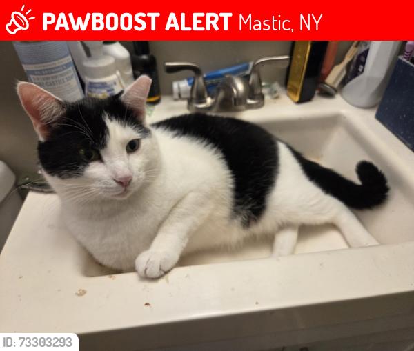Lost Male Cat last seen Somerset Ave and Hawthorne street, Mastic, NY 11950