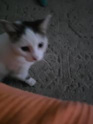 Reunited Female Cat last seen N 3rd and Locust, Rogers, AR 72756