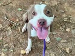 Shelter Stray Male Dog last seen CHARLOTTE, 8315 Byrum Dr, Charlotte, NC 28217, USA