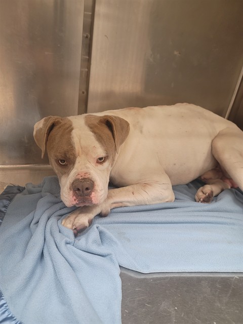 Shelter Stray Male Dog last seen Near BLOCK MACKENZIE RD/DEERPATH DR,63123, 10521 Baur Blvd, Olivette, MO 63132, USA