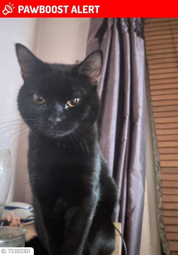 Lost Male Cat last seen Langdale close lakes est bletchley, Bletchley, England MK2 3QA