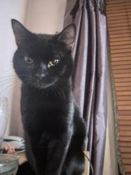 Lost Male Cat last seen Langdale close lakes est bletchley, Bletchley, England MK2 3QA