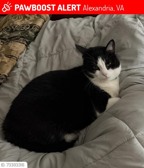 Lost Male Cat last seen Near w Braddock rd Alexandria Va 22311, Alexandria, VA 22311
