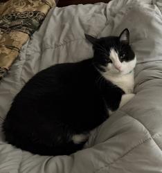 Lost Male Cat last seen Near w Braddock rd Alexandria Va 22311, Alexandria, VA 22311