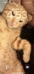 Lost Male Cat last seen 30th and sable, Aurora, CO 80011