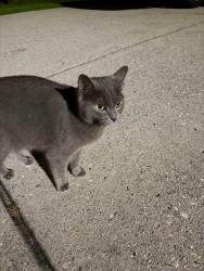 Reunited Unknown Cat last seen Hickory flt Road and Park Creek Neighborhood, Cherokee County, GA 30188