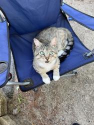 Lost Male Cat last seen Ropewalk Dr, Forest St. and Oak St., Hollis, ME 04042