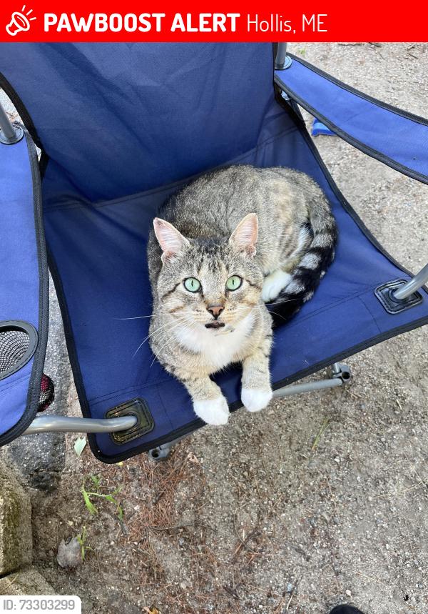 Lost Male Cat last seen Ropewalk Dr, Forest St. and Oak St., Hollis, ME 04042