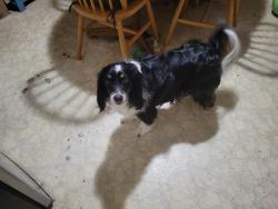 Lost Female Dog last seen Forney Road and Lutheran Church Road, New Lebanon, OH 45345
