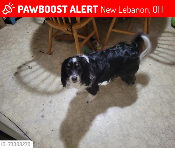 Lost Female Dog last seen Forney Road and Lutheran Church Road, New Lebanon, OH 45345