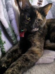 Lost Female Cat last seen Fieldhouse, Waukegan, IL 60085