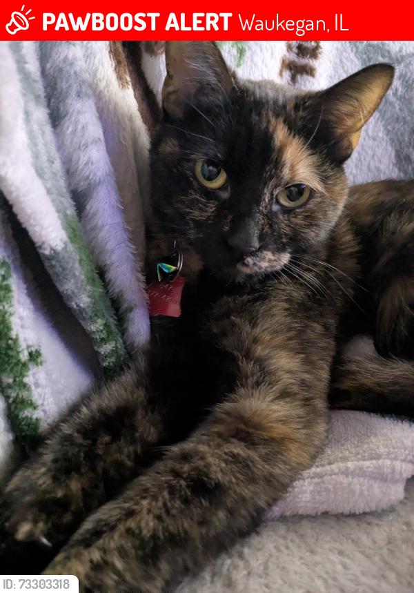 Lost Female Cat last seen Fieldhouse, Waukegan, IL 60085