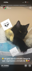 Lost Female Cat last seen Clipper Drive, Lake Ridge, VA 22192