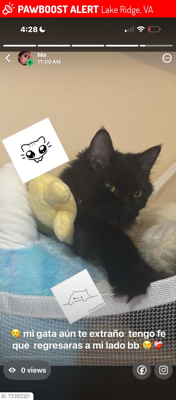 Lost Female Cat last seen Clipper Drive, Lake Ridge, VA 22192