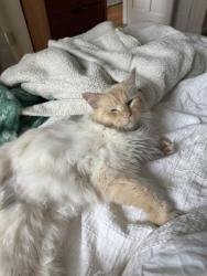 Reunited Male Cat last seen Stanwich and Annjim or Fairfield Road, Greenwich, CT 06878