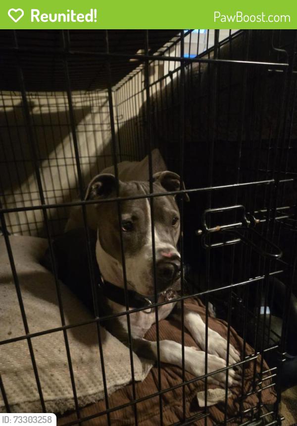 Reunited Female Dog last seen capehart dr and yucatan dr off goldenrod rd, Orlando, FL 32807