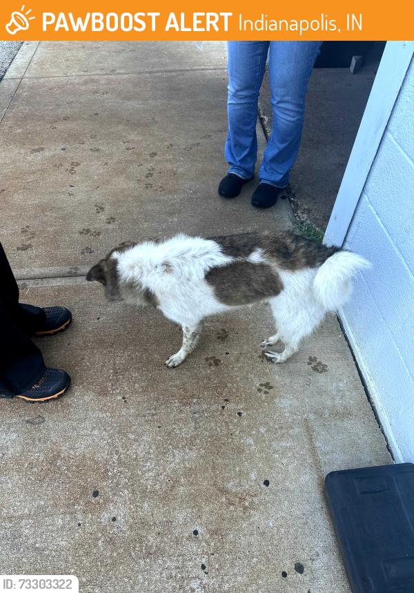 Found/Stray Male Dog last seen 21st & MLK, Indianapolis, IN 46208