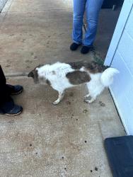 Found/Stray Male Dog last seen 21st & MLK, Indianapolis, IN 46208