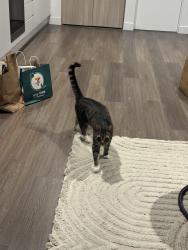 Reunited Male Cat last seen Darebin, Ivanhoe, VIC 3079