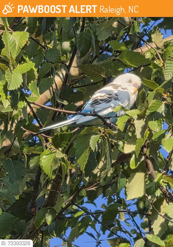 Found/Stray Unknown Bird last seen Chimney stack, Raleigh, NC 27601