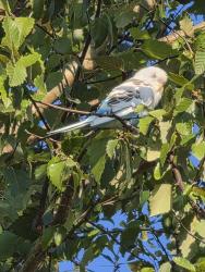 Found/Stray Unknown Bird last seen Chimney stack, Raleigh, NC 27601
