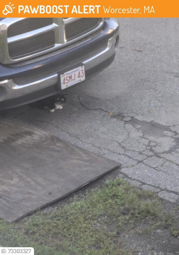 Found/Stray Unknown Cat last seen Caro street, Worcester, MA 01610