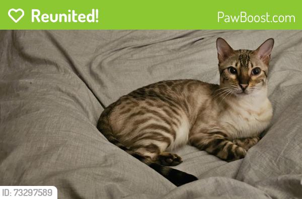 Reunited Male Cat last seen Hill Close, Greater London, England 