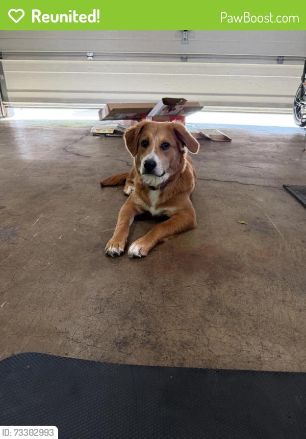 Reunited Male Dog last seen Chase St & W 16th Ave, Lakewood, CO 80214, USA, Lakewood, CO 80214