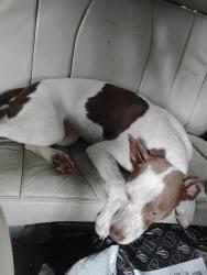 Found/Stray Female Dog last seen Off of DIP not far from Greers and Dollar General, Theodore, AL 36582