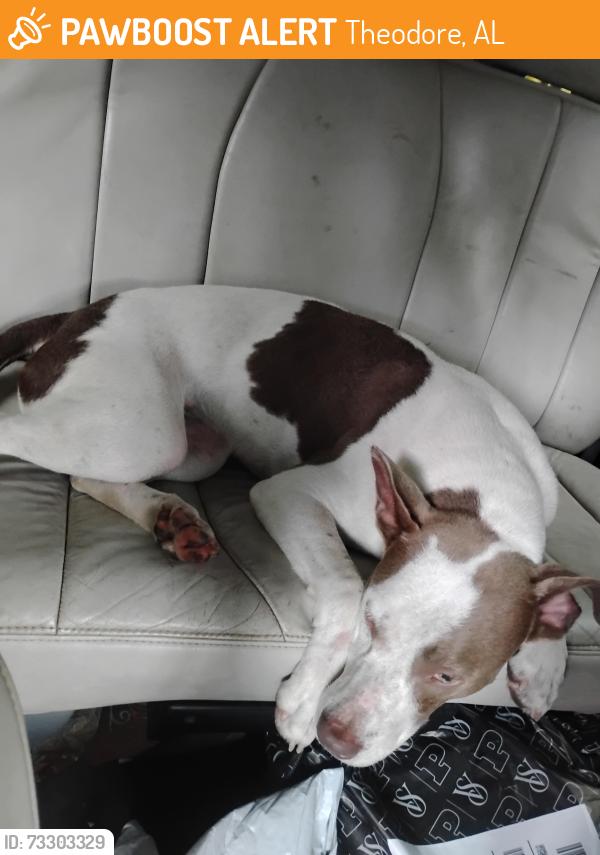 Found/Stray Female Dog last seen Off of DIP not far from Greers and Dollar General, Theodore, AL 36582