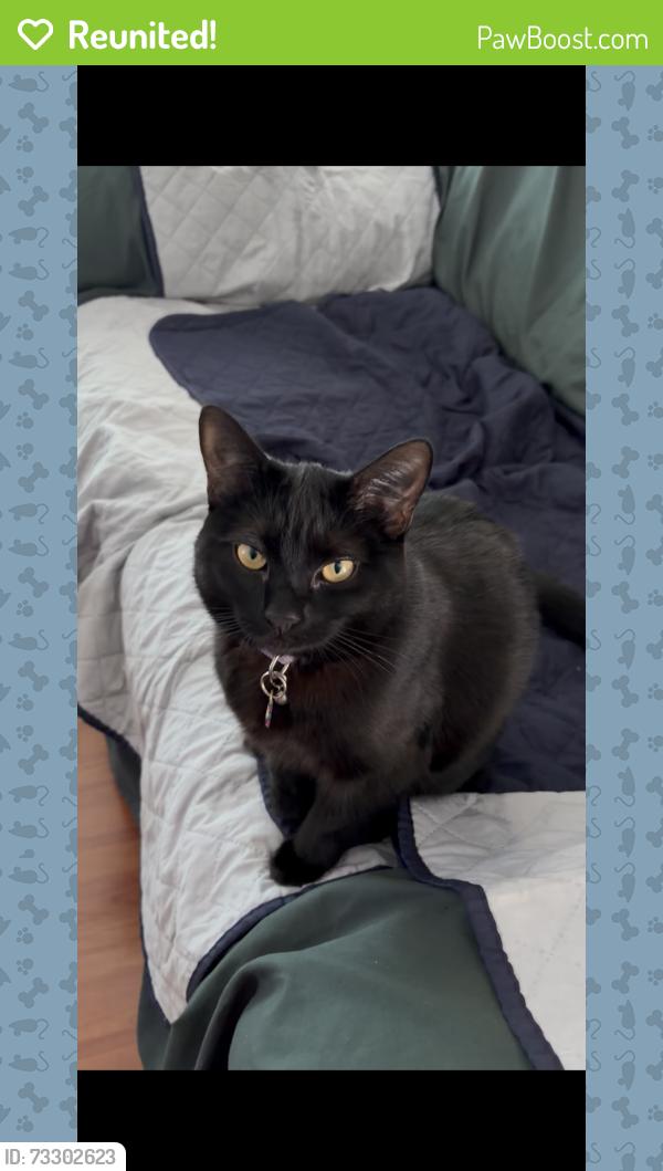 Reunited Female Cat last seen Cherryland, Hayward, CA 94541