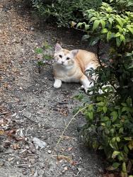 Found/Stray Unknown Cat last seen Calistoga dr rockwall, Rockwall, TX 75087