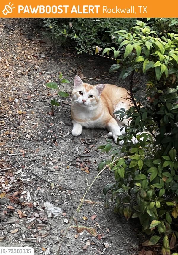 Found/Stray Unknown Cat last seen Calistoga dr rockwall, Rockwall, TX 75087