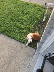 Found/Stray Unknown Dog last seen Gay St, brookside ln, Sealy, TX 77474
