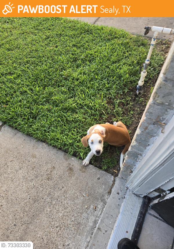 Found/Stray Unknown Dog last seen Gay St, brookside ln, Sealy, TX 77474