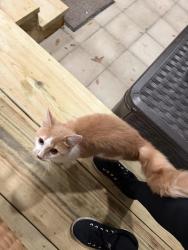 Found/Stray Unknown Cat last seen Old Altman rd Conway, Horry County, SC 29526