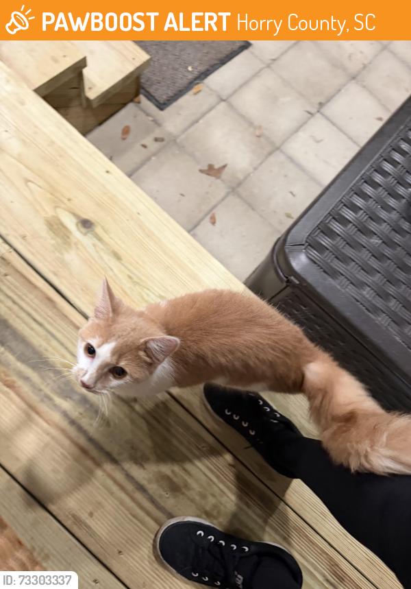 Found/Stray Unknown Cat last seen Old Altman rd Conway, Horry County, SC 29526