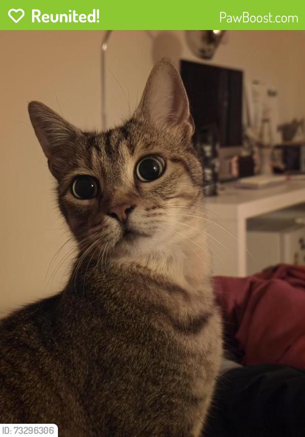 Reunited Male Cat last seen Robin Hood, Hall Green, England B28 8BU