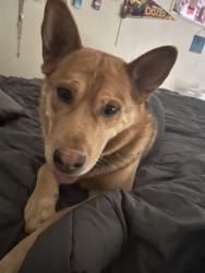 Reunited Male Dog last seen Broadmore, Rio Rancho, NM 87144