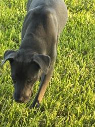 Found/Stray Unknown Dog last seen Woodland Park Dr and Southlake Dr, Houston, TX 77077