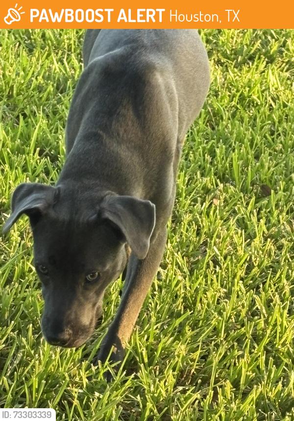 Found/Stray Unknown Dog last seen Woodland Park Dr and Southlake Dr, Houston, TX 77077