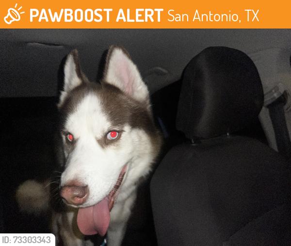 Found/Stray Male Dog last seen Uhr Ln & Thousand Oaks, San Antonio, TX 78232