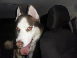 Found/Stray Male Dog last seen Uhr Ln & Thousand Oaks, San Antonio, TX 78232