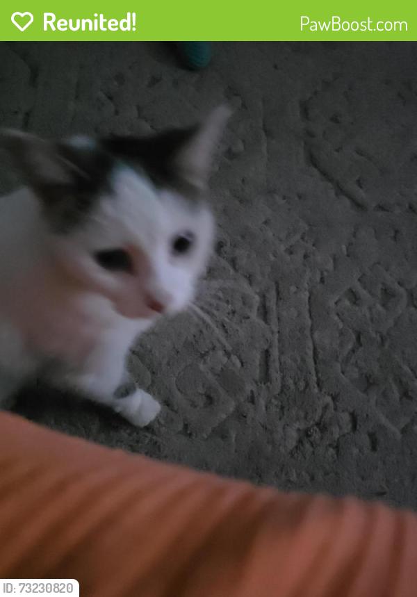 Reunited Female Cat last seen N 3rd and Locust, Rogers, AR 72756