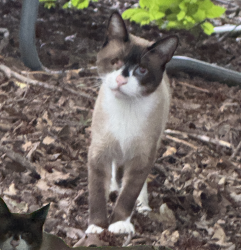 Found/Stray Unknown Cat last seen revere blvd & new dover rd, Edison, NJ 08820