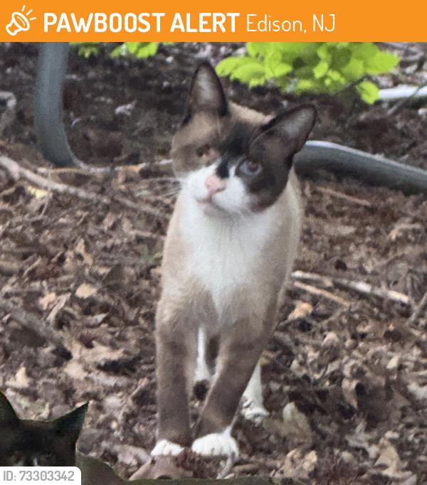 Found/Stray Unknown Cat last seen revere blvd & new dover rd, Edison, NJ 08820