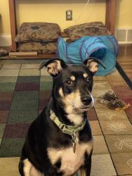 Reunited Male Dog last seen Elm road and Blair drive near Menards, Warren, OH 44483