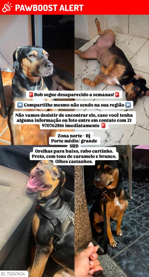 Lost Male Dog last seen Rua Afonso Ferreira, Engenho de Dentro, RJ 20755-280
