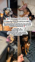 Lost Male Dog last seen Rua Afonso Ferreira, Engenho de Dentro, RJ 20755-280
