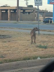Found/Stray Male Dog last seen Judge Ely and Musken Road, Abilene, TX 79603